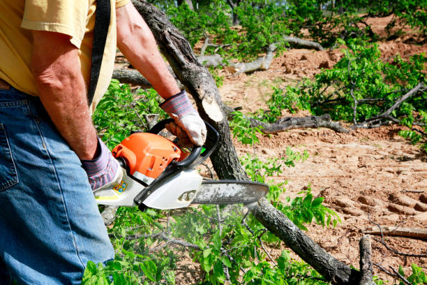 The Steps Involved in Our Tree Care Process in Duncan, SC